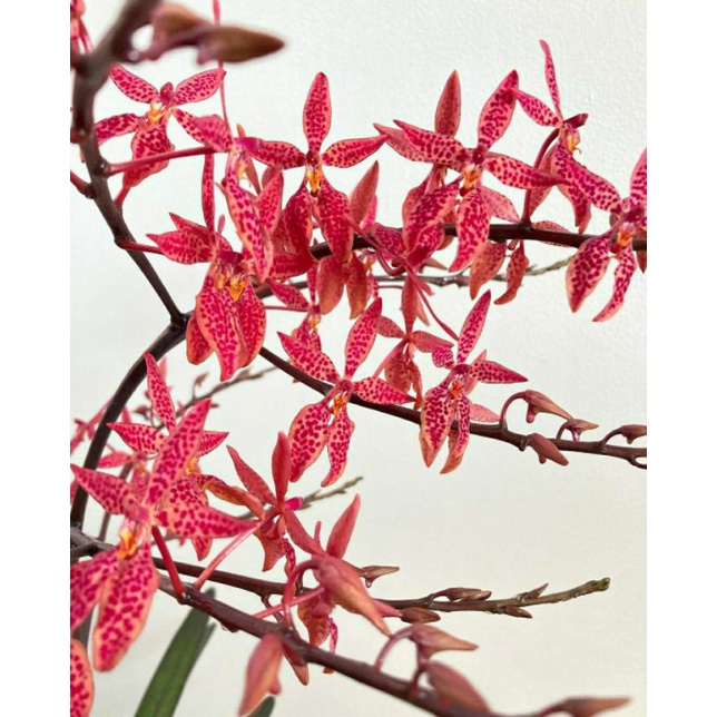 Anggrek Renanthera Matutina