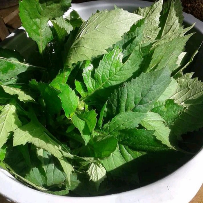 

New Daun jintrong atau daun sintrong segar 1 kg