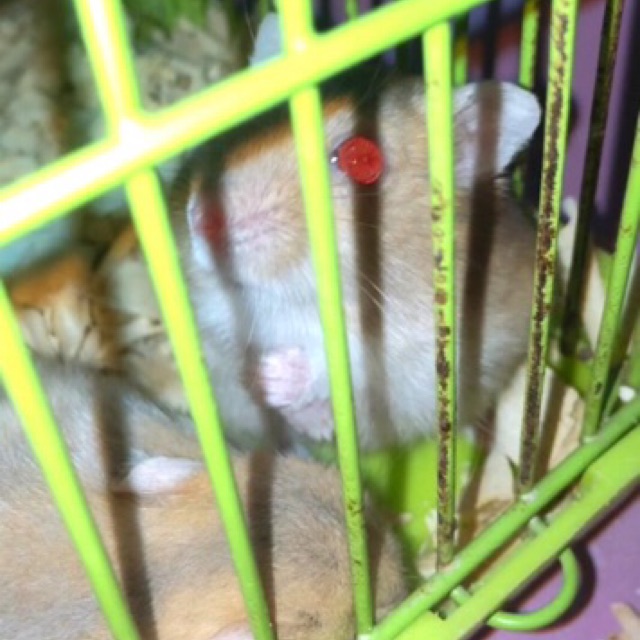 Hamster Jinak Blue Argente