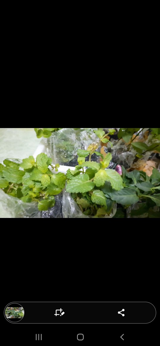 Bibit Tanaman Herbal Daun Dewa