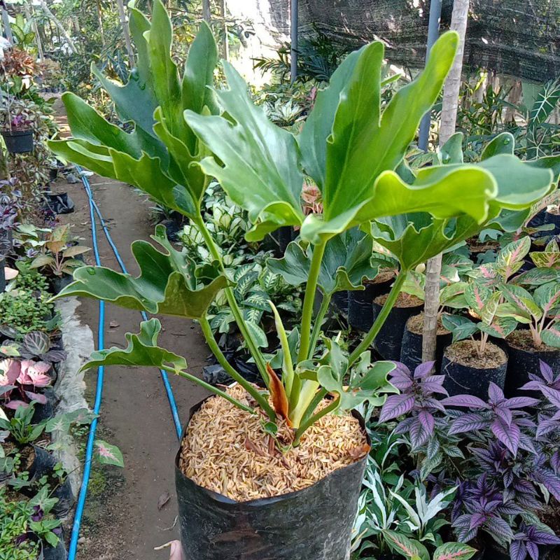 GROSIR Tanaman Hias Bunga Philo Dendron - Monstera