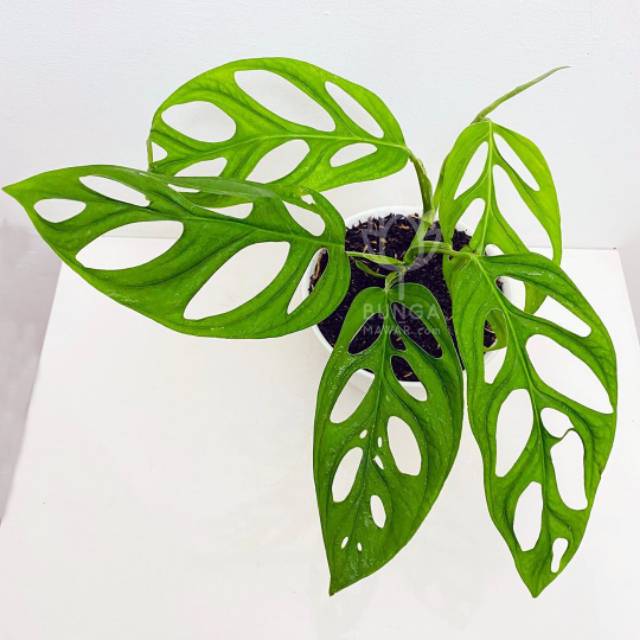 Tanaman hias gantung rambat janda bolong - pohon janda bolong