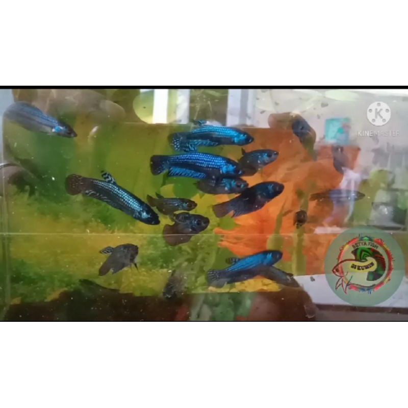 alien hybrid wild betta,female blue elien,green elien,gray elien ,cupang alam blue alien