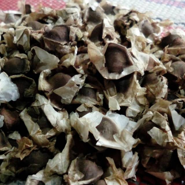 

Biji Kelor atau Moringa seed 1 kilogram kualitas ekspor
