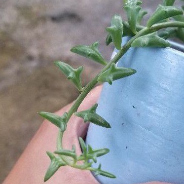 Sukulen String of Dolphin / Senecio Peregrinus