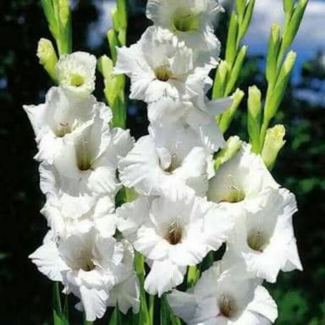 Umbi gladiol putih