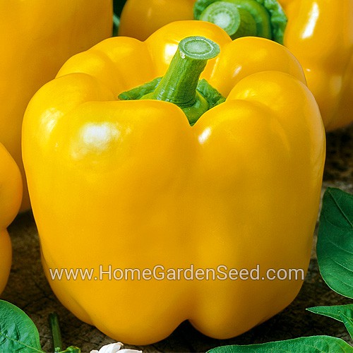 Benih Paprika Golden Cal Wonder - Sweet Pepper - Home Garden Seed