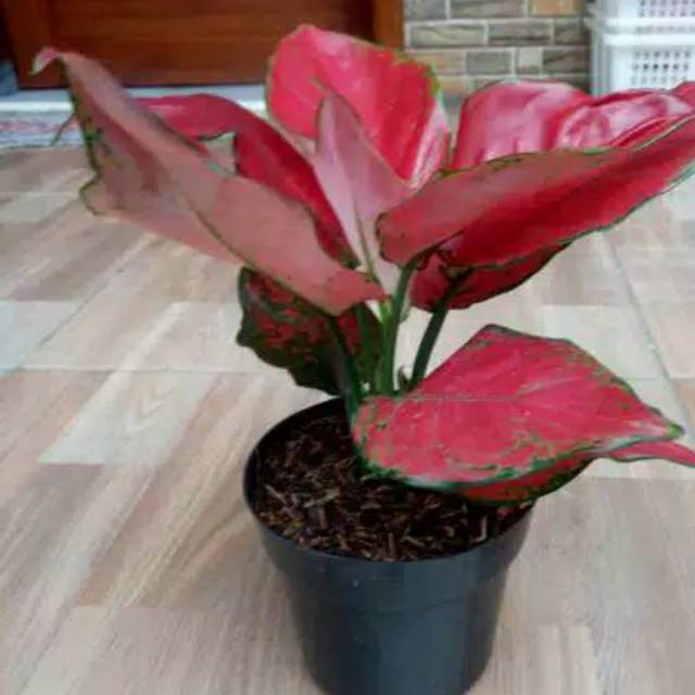 Aglonema red anjamani remaja - tanaman hias aglo red anjamani remaja