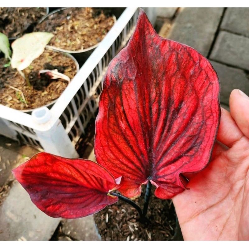 Umbi Caladium Nagoya - keladi hias hybrid import