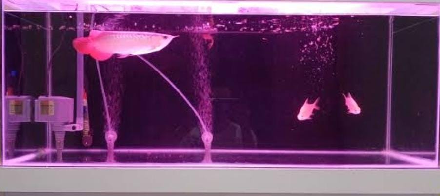 PROMO Lampu Aquarium 60cm WARNA MERAH ( PINK ) / Lampu celup / Lampu led aquarium / Lampu akuarium / Dekorasi akuarium / model t4 / LED CELUP