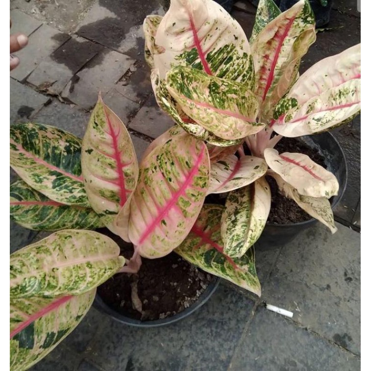 aglonema Donacarmen mutasi