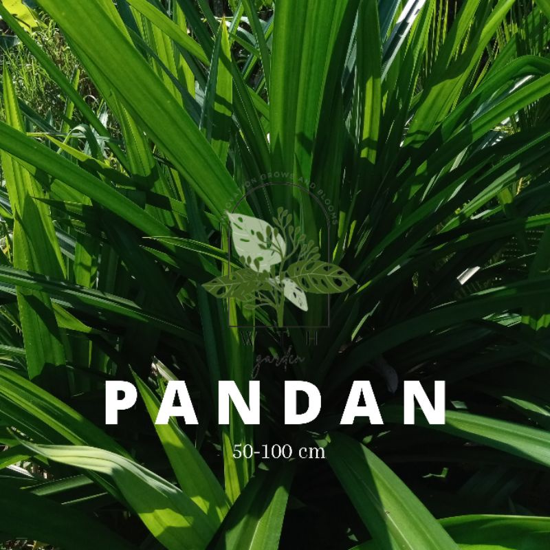 

Daun Pandan Segar Organik