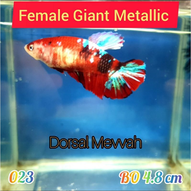 cupang female giant betina nemo galaxy multicolor real picture