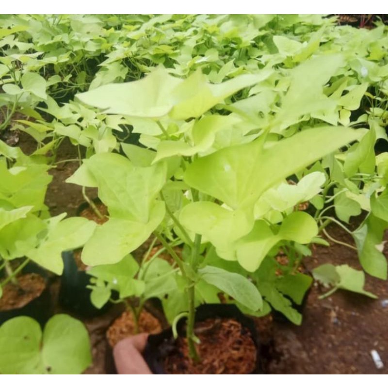 Tanaman Hias Telo - Teloan Kuning / Ubi Jalar Kuning