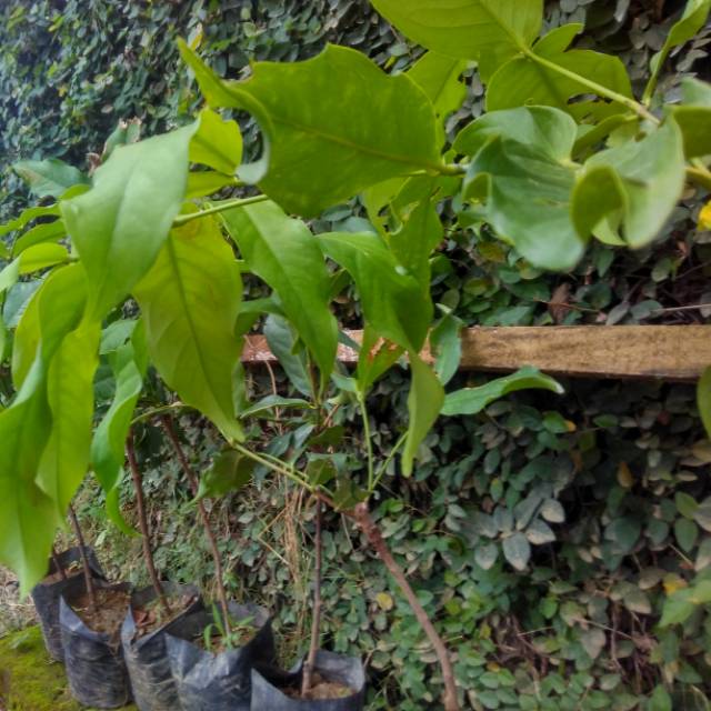 Bibit jambu citra jumbo