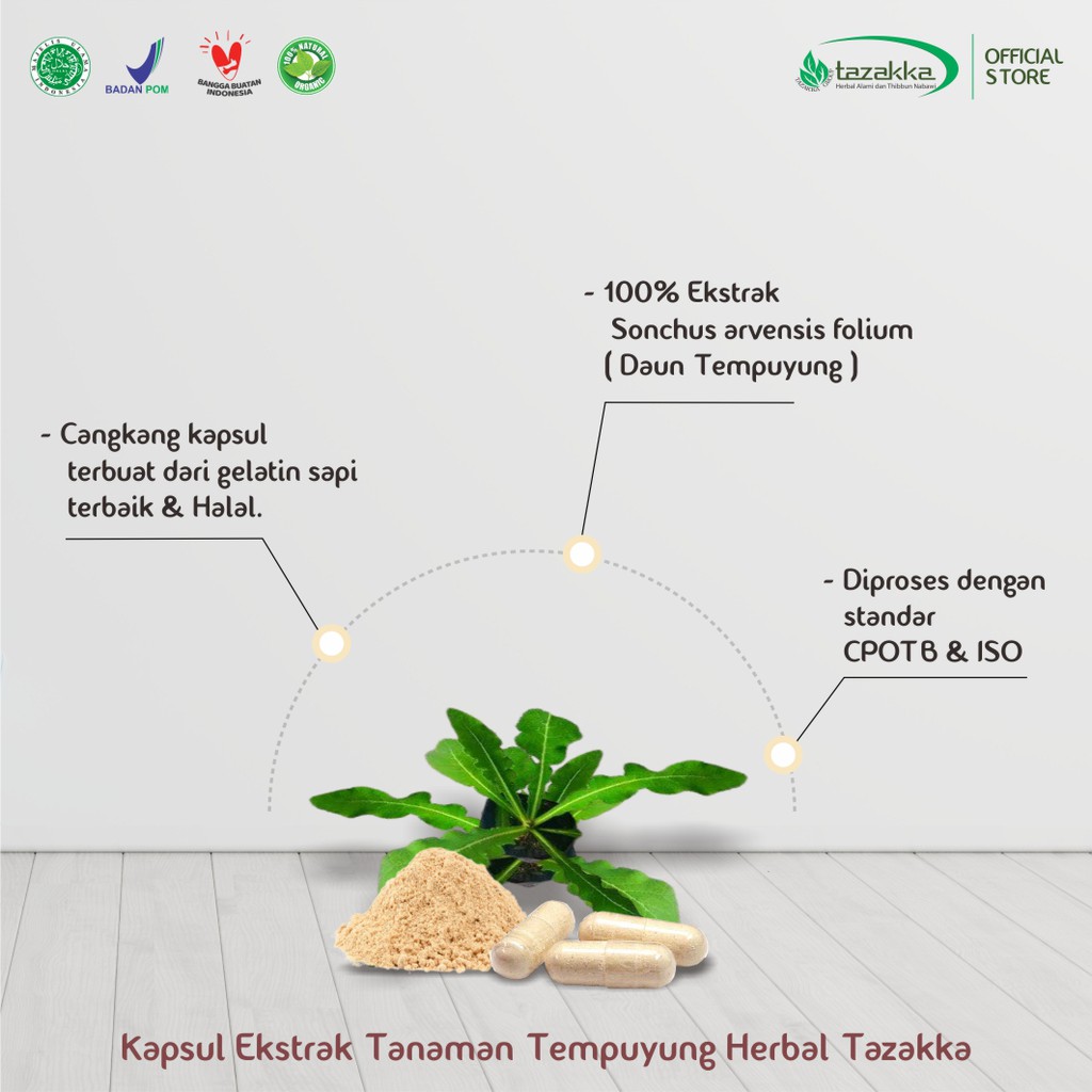 Obat batu ginjal | Kapsul Herbal TEMPUYUNG Tazakka isi 60 Kaps | Obat Peradangan yang BPOM ORIGINAL