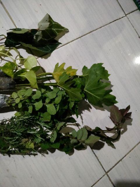 Tanaman Hias Bibit Kuping Gajah - Kuping Gajah