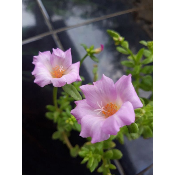 Stek Moserose/stek bunga krokot selapis