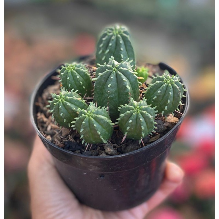 Kaktus Euphorbia Mini Sub Mamillaries