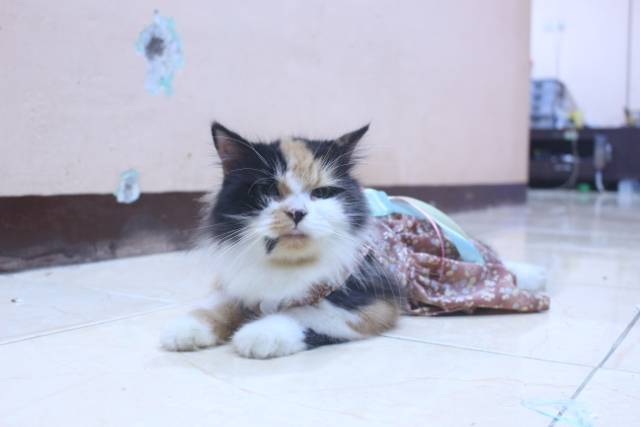 Dress coklat motif bunga-bunga lucu untuk kucing dan anjing / baju kucing murah size S-XL