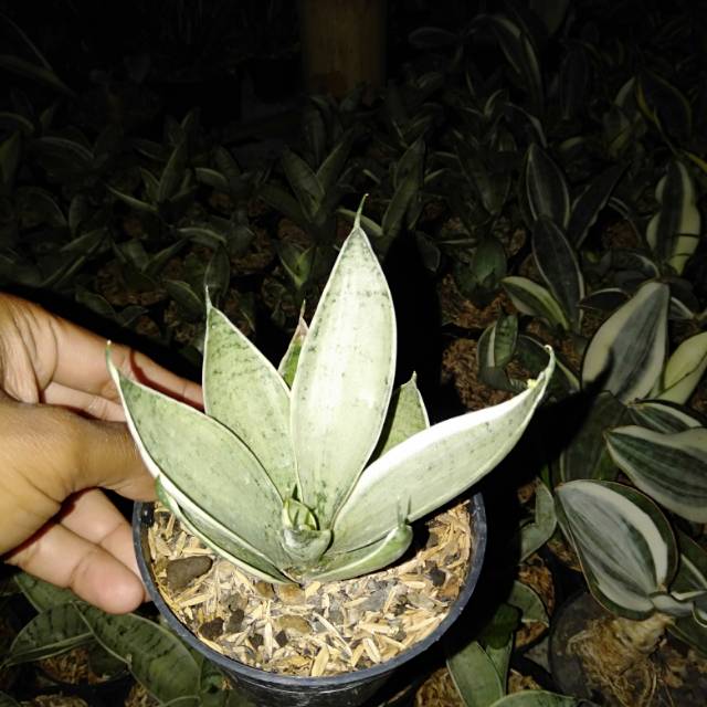 kaktus sukulen// sanseviera Hahni cream