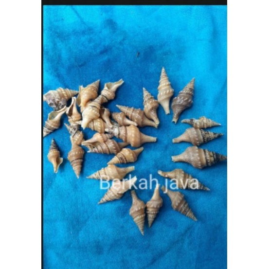 cangkang keong cabai atau terompet kecil