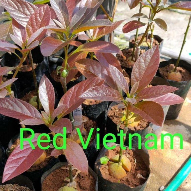 paket 4 bibit alpukat red vietnam