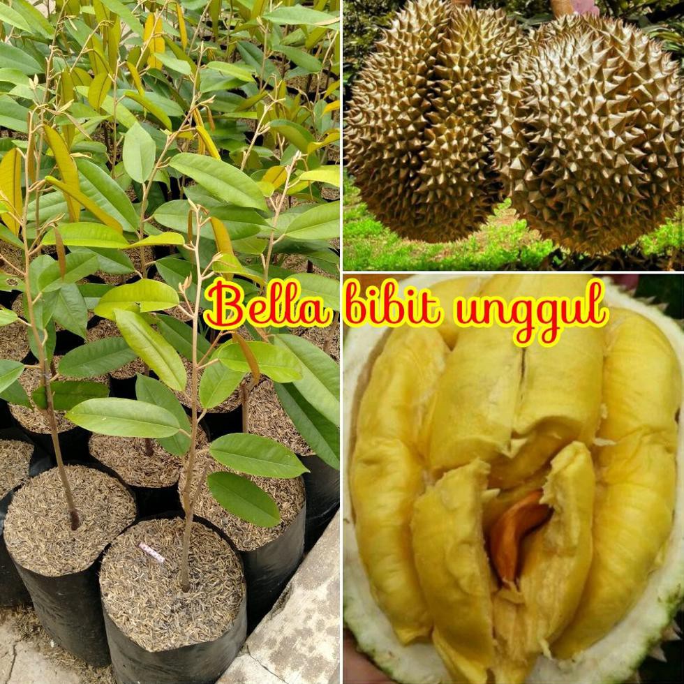 Terlaris Bibit Buah Durian Musang King Asal Malaysia Aslii *_*