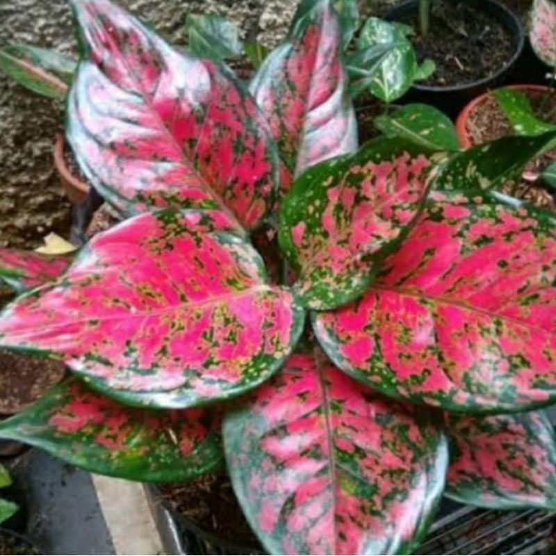 Dut Anjamani - Tanaman hias Aglonema Dut Anjamani