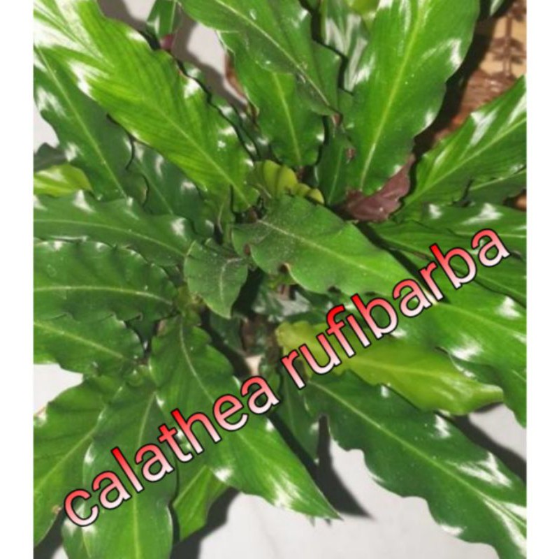 tanaman hias calathea rufibarba / bambu palsu