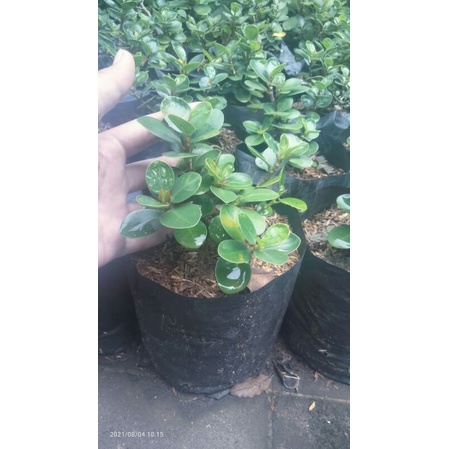 Bibit dolar micro-mangkok