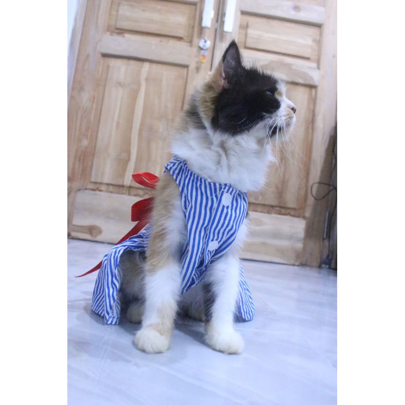 Dress strip motif #181 lucu untuk kucing dan anjing / baju kucing murah size S M L XL