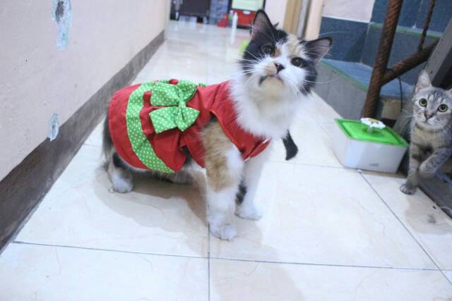 Dress lucu untuk kucing dan anjing edisi natal 2019 /baju kucing murah size S-XL