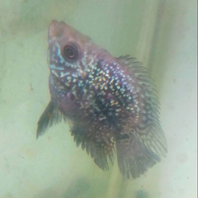 Burayak ikan louhan bonsai kamfa