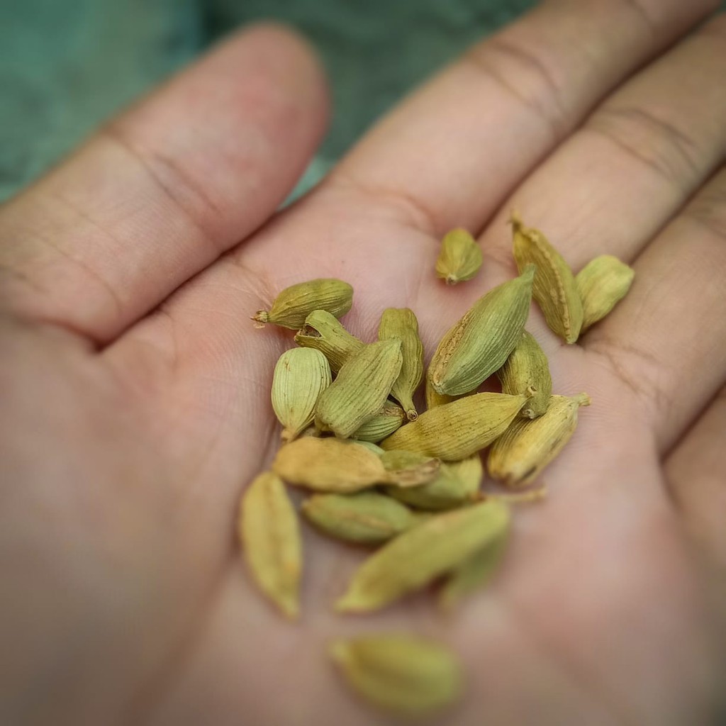 

Kapulaga Hijau India