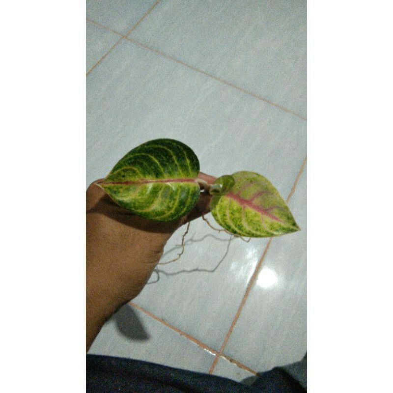 PROMO anakan aglonema moonlight