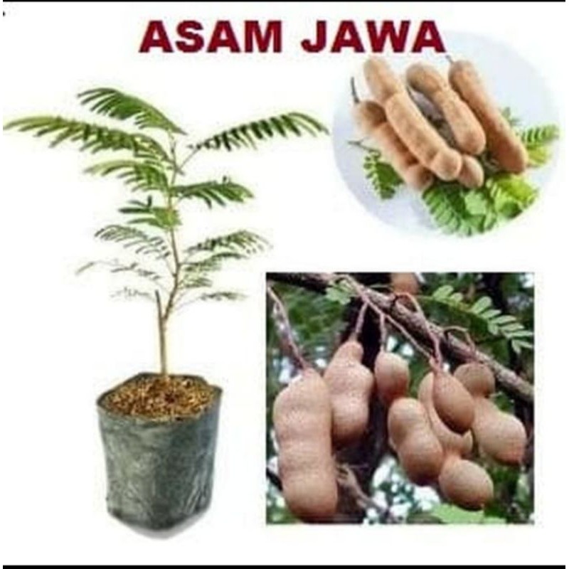 bibit asam jawa