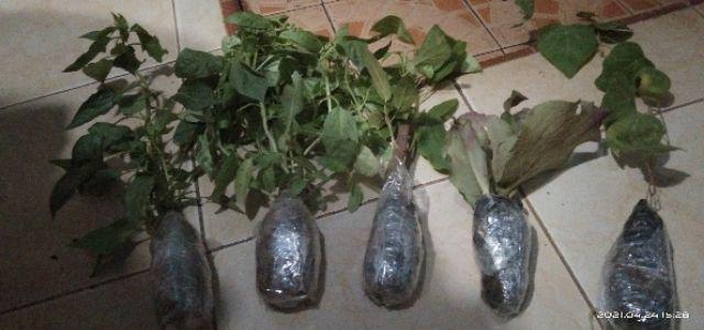 Tanaman Cincau Hijau Perdu/bibit Herbal Cincau Hijau Perdu