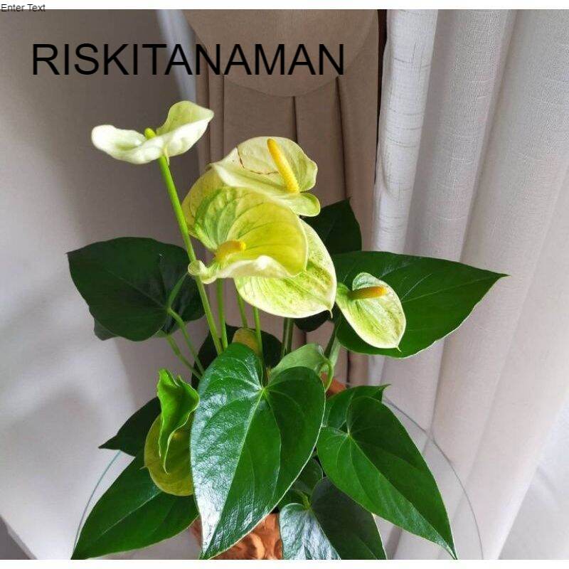 Tanaman Hias Anthurium Mickey Mouse Kuning - Anthurium Mickey Mouse Bunga Kuning - Tanaman hidup