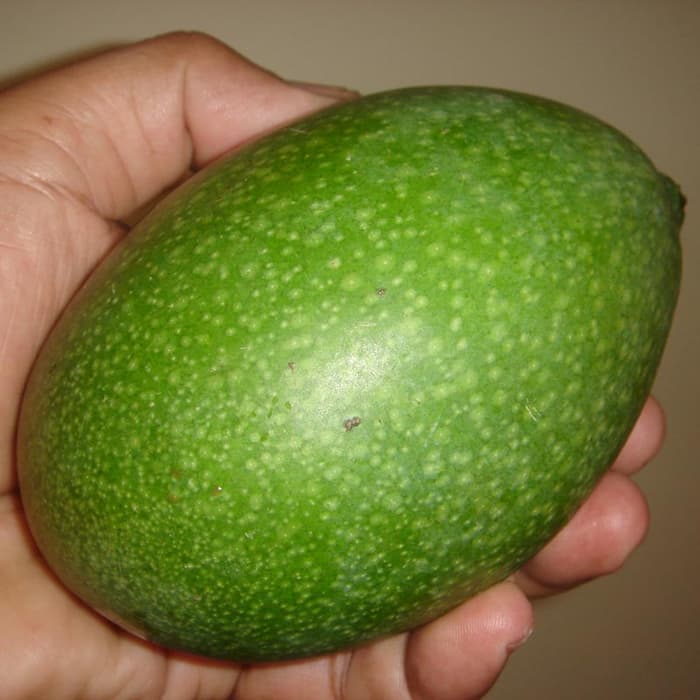 Bibit Mangga Arumanis