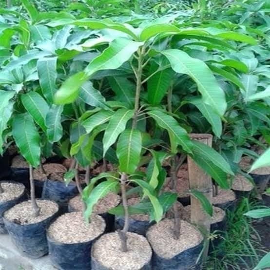 Bibit Okulasi Mangga Mahatir tinggi 100-150cm