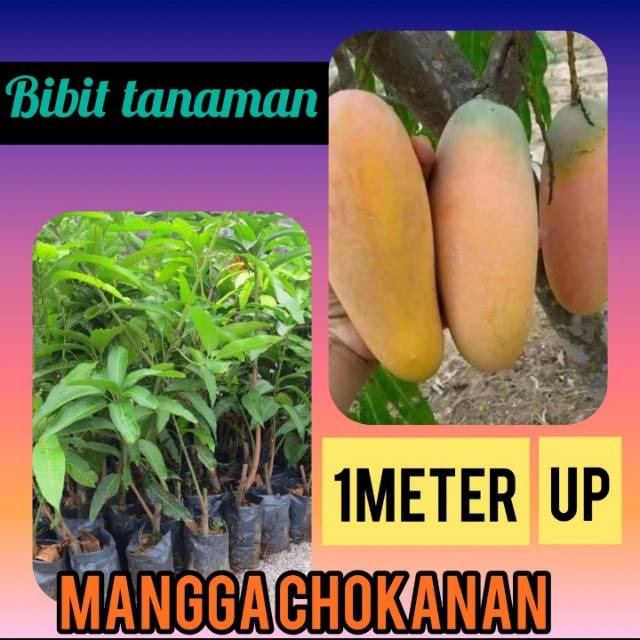 Bibit Mangga Chokanan 1 meter