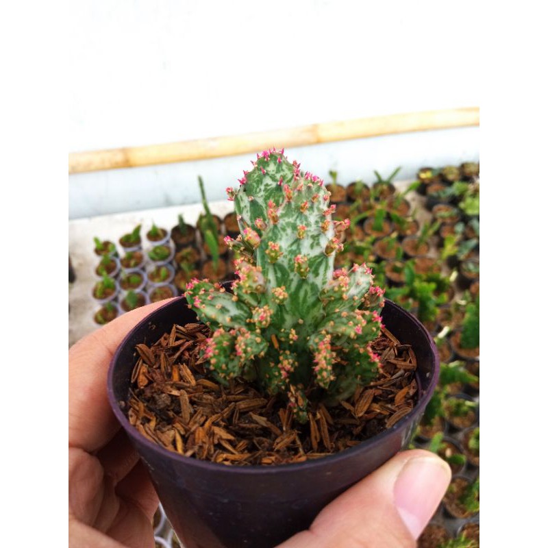 Opuntia monacantha Variegata