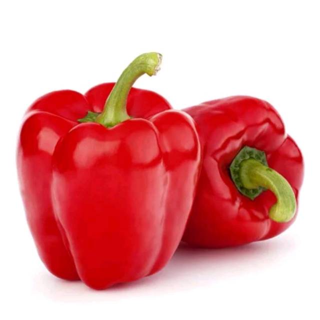 Benih Biji Paprika Merah F1