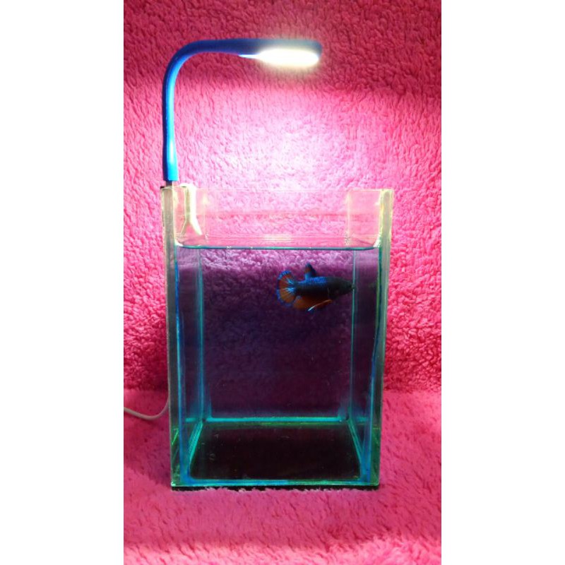 lampu led ikan cupang