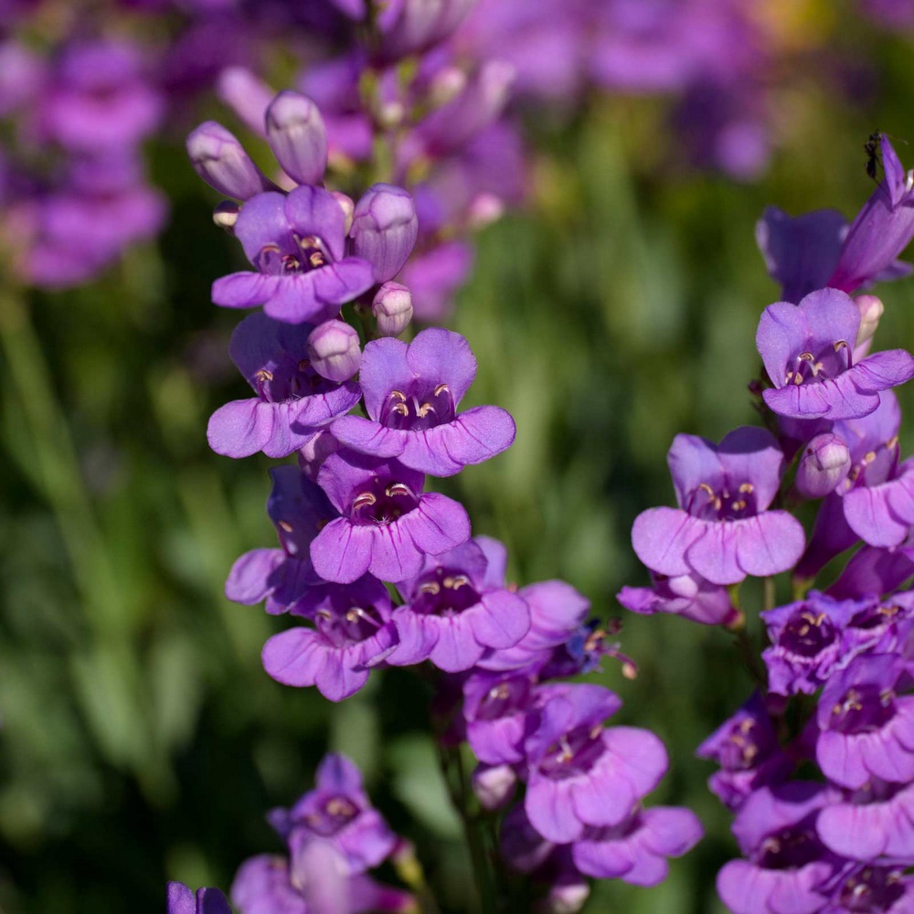 10 Seeds - Penstemon Rocky Mountain Biji Bunga - SR0208