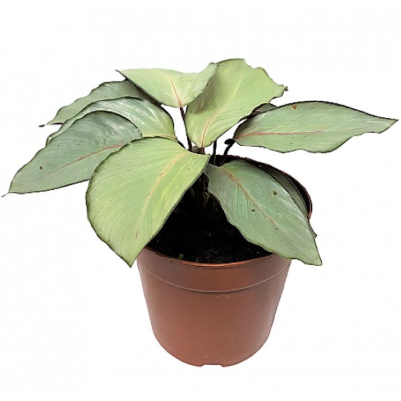 Tanaman hias calathea silver / tanaman calathea silver / tanaman calathea / tanaman hias calathea