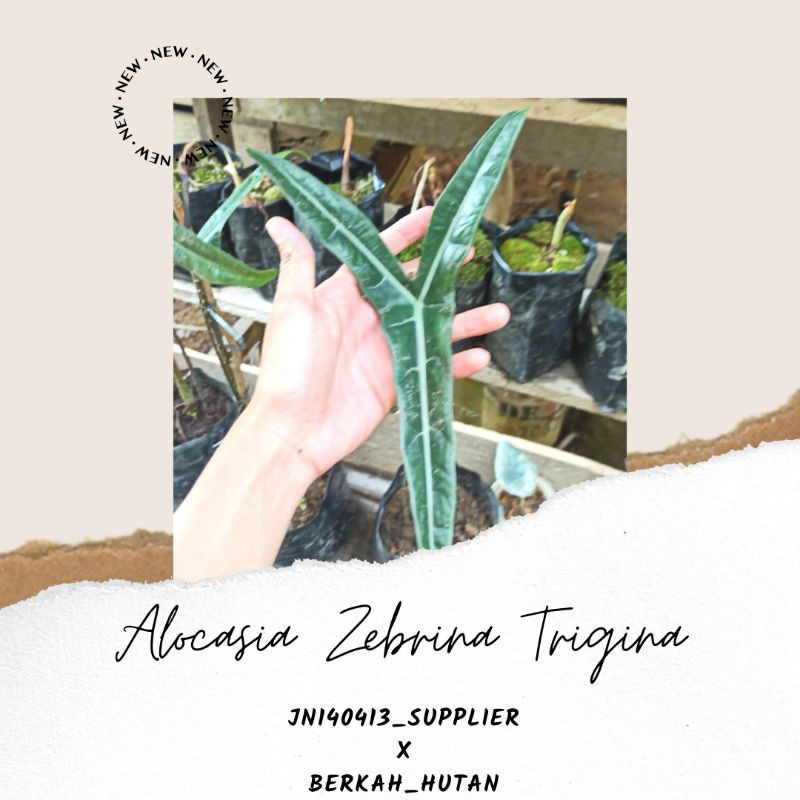 Terlaris, Alocasia Zebrina Trigina Alokasia Segitiga Unik dan Langka Asli Kalimantan Barat