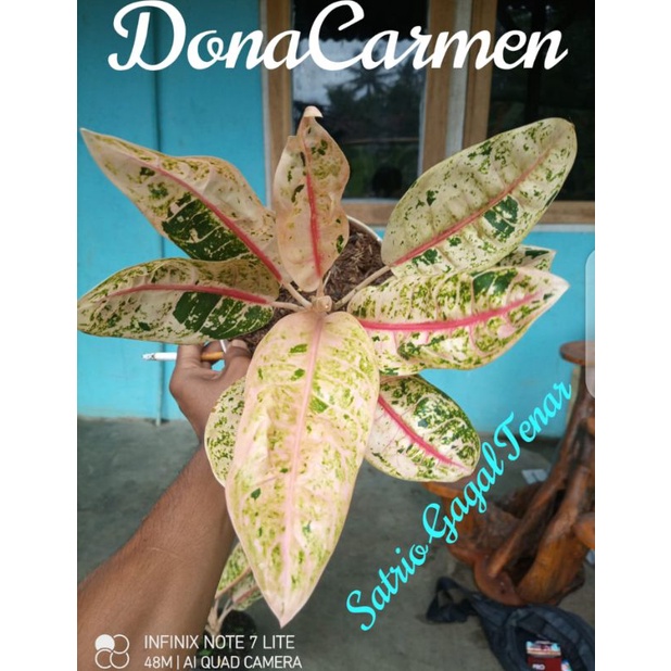 aglaonema dona camen mutasi indukan