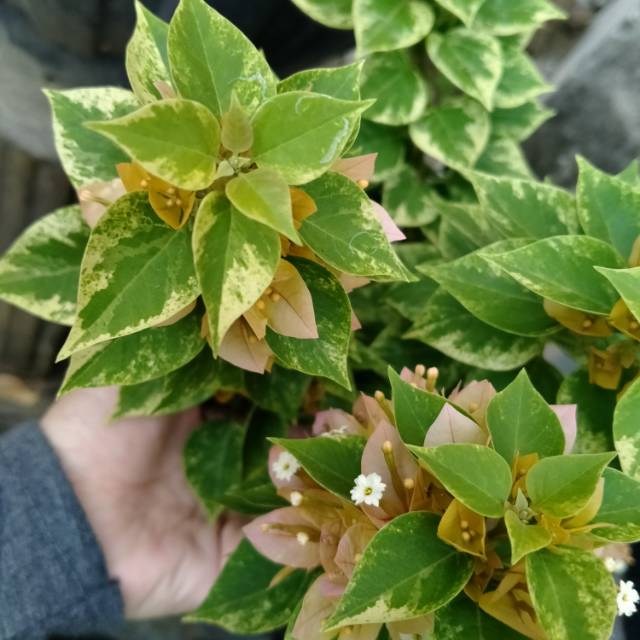 Bibit ori bunga bougenville singapur varigata kuning